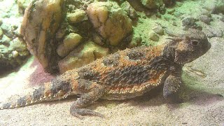 Desert Horned Lizard Phrynosoma platyrhinos FEEDING [upl. by Sinclair67]