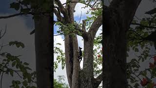 My Kittens Climbing on a Tall Tree [upl. by Rufe353]