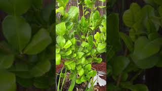 Growing kaffir lime tree in zone 5 [upl. by Asela]