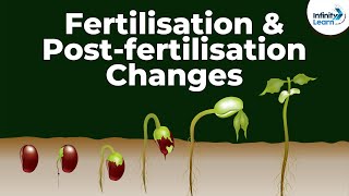 Fertilisation and Postfertilisation Changes in the Flower  Dont Memorise [upl. by Sucramraj]