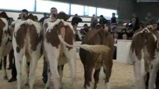 Berner Junior Expo 2009 Wahl der Rindermiss RedHolstein [upl. by Milstone]