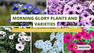 Best Morning Glory Plants and Varieties Found Across the World [upl. by Kellyn]