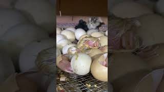 Amazing eggs hatching at homemade incubator [upl. by Chere]