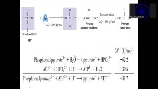 Substrate Level Phosphorylation [upl. by Rafaelita176]