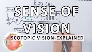 Sense Of Vision  Scotopic Vision Detailed  Photoreceptor Cells [upl. by Zeuqram942]