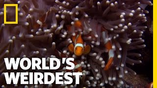 Anemone Killer Fish Traps  Worlds Weirdest [upl. by Erdnaid698]