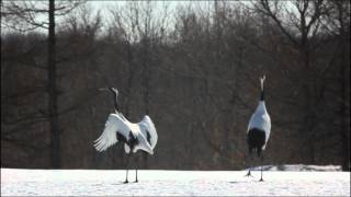 Red Crowned Crane2 [upl. by Car]