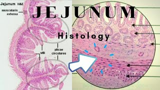 Histology of Jejunum [upl. by Anrak]