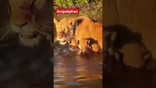 Little lion cubs roar go down to river to learn to swim guided by their mother short swim lion [upl. by Zaremski]