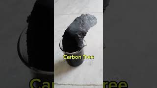 Carbon Tree Experiment sulfuric acid as dehydrating Agent experimentalscience chemistry shorts [upl. by Boylston657]