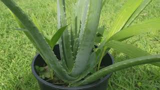 Aloe Vera Barbadensis Miller Stockton Species [upl. by Cliffes794]