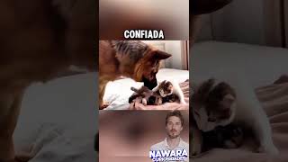 Gran pastor conoce a los hijos de su hermana gata [upl. by Persian358]