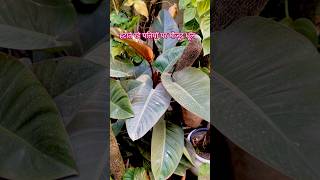 Secret of healthy leaves plants gardeningaesthetics wintercare [upl. by Yralam]