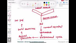 Ventricles of the Brain Anatomy and Cerebrospinal Fluid CSF Circulation neurology 44 [upl. by Montagu]