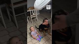 This toddler was following commands just like her doggy big sibling funnykids [upl. by Nlycaj380]