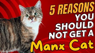 5 Reasons You SHOULD NOT Get a Manx Cat 🚫🐱 [upl. by Anwahsat]