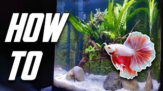 The Betta Fish Tank Guide For Everyone Set Up Equipment amp More [upl. by Stokes943]