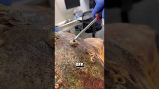 Oddly satisfying barnacle Removal 😱 shorts barnacles [upl. by Yenaffit537]