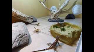 Élevages Lisard 2013 Stellagama stellio salehi CB babies eating crickets 1 [upl. by Swann560]