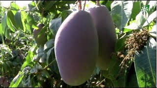 Mangos de la Axarquía Málaga [upl. by Ellehcrad]