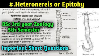 What is Heteronereis in hindi  Epitoky  BSc 3rd year Zoology 5th Semester in hindi [upl. by Aonehc]