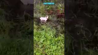 Hombre es arrestado por abandonar a su perro durante el Huracán Milton [upl. by Hsivat56]