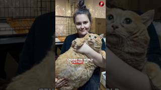 Crumbs World Fattest Cat Loses its Life [upl. by Drofhsa]