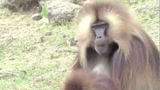 Gelada lip smacks and wobbles [upl. by Ayimat]