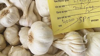 lahsun bhav nimbahera mandi  Garlic bhav today  निंबाहेड़ा मंडी लहसुन के भाव आज के [upl. by Casper]