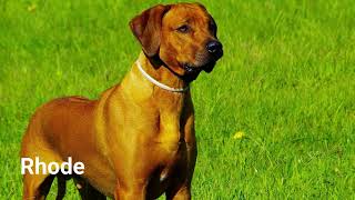 Rhodesian Ridgeback dog barking [upl. by Norval452]