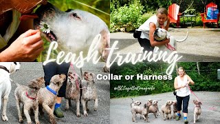 Leash training tips [upl. by Bryn]