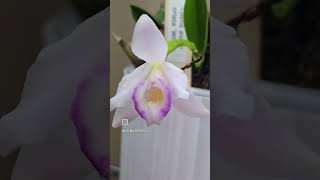 Laelia alaorii orlata white [upl. by Yereffej]