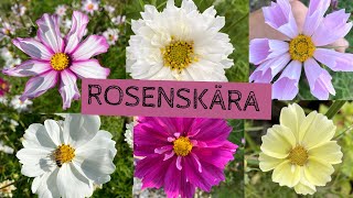 Odla ROSENSKÄRA  En enkel blomma i olika färger och former Såhär odlar jag den [upl. by Soma]