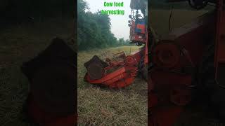 video shorts cutter status animals viralvideo dairyfarm shortvideo trending cowboys cow [upl. by Willmert]