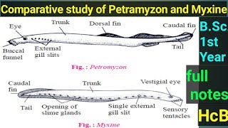 Comparative Study Of Petramyzon And Myxine पेट्रोमाइजोन और मिक्सिन का तुलनात्मक अध्ययन [upl. by Kurys]