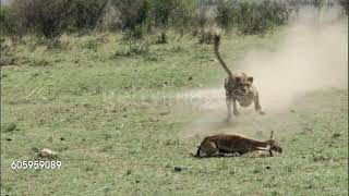 Cheetah Acinonyx jubatus  Chases and catches Thomsons gazelle [upl. by Petrine]