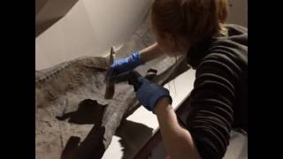 Cleaning a Roman lead coffin lid St Albans Museums January 2017 [upl. by Ennayd]