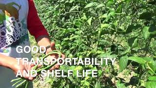 Sitaw  Yard long bean  pole bean farming Success Sitaw Farming [upl. by Ainollopa639]