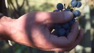 Marchese Antinori Chianti Classico Riserva  Vendemmia 2018  2018 Harvest [upl. by Khai]