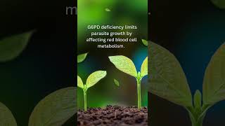 Haemoglobin S G6PD deficiency and Thalassemias confer resistance to shorts shortvideo [upl. by Kristyn]