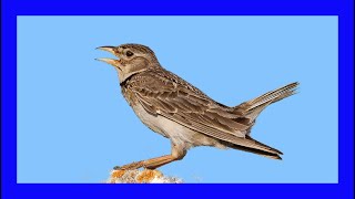 Calandra Lark Singing Calandra Lark Calling  Calandria Europea Canto  Melanocorypha Calandra [upl. by Bork]