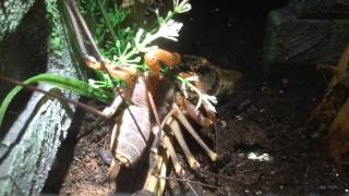 Tailless whip scorpion A coronatus Drinking water from plant [upl. by Cohbath]