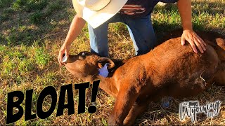 Treating a Calf for Bloat [upl. by Shanney]