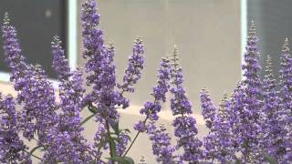 Chastetree  Southern Gardening TV May 30 2012 [upl. by Farl]