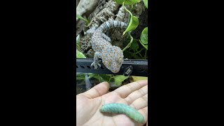 Big GECKO STOLE my BLUE Caterpillar Tokay Gecko Feeding shorts [upl. by Livvy]