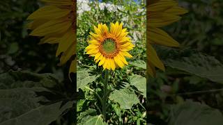 Sonnenblume🌻 Blüte Helianthus annuus [upl. by Aneerbas34]