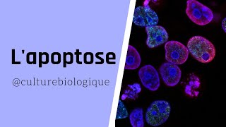 LAPOPTOSE 🔬 [upl. by Derwood]