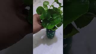 Easy Glass bottle Decoration Ideas plantbottlepainting art trending ytvideo shortvideo 🫶❤️💚🫶 [upl. by North]