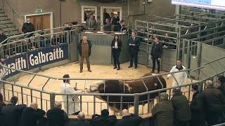 Simmental Bull Sale prices 800030000gns Stirling Bull Sales 21st February 2022 [upl. by Mendie]