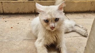 I Feed This Cute White Stray Cat Every Day and Now He Trusts Me [upl. by Silas]